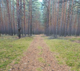Прирезка лесных участков Кадастровые работы в Еманжелинске